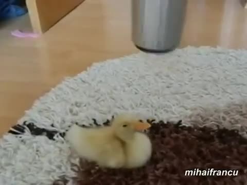 Смешни патици - Компилация