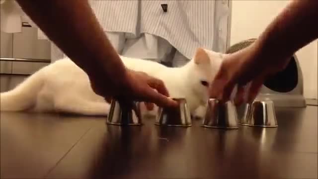 Котка играе на "открий топчето"