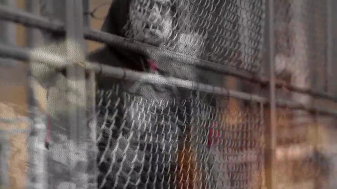 JENTARO - ПО-ВИСОКО [STREET VIDEO]