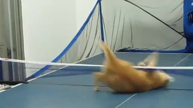 Коте играе тенис на маса .