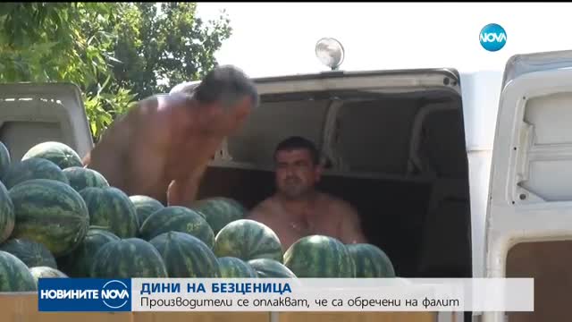 Дините от Любимец на път да изчезнат от пазара