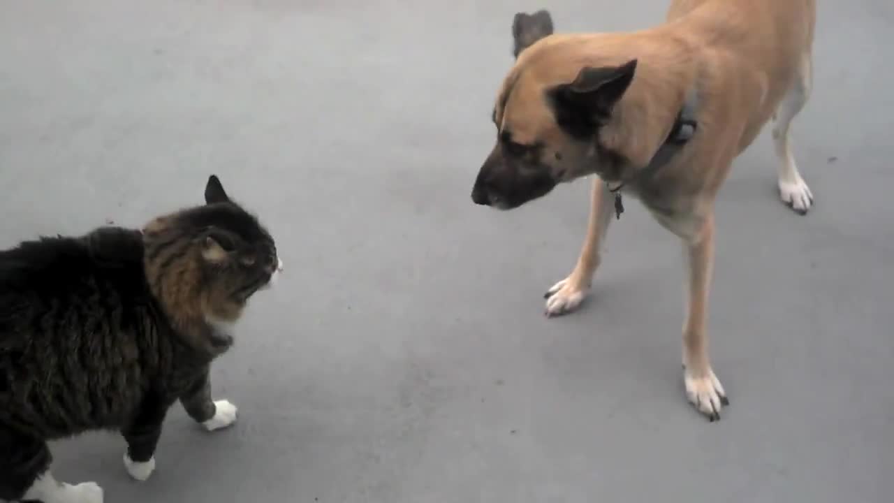 Смях! Котки Гонят Кучета