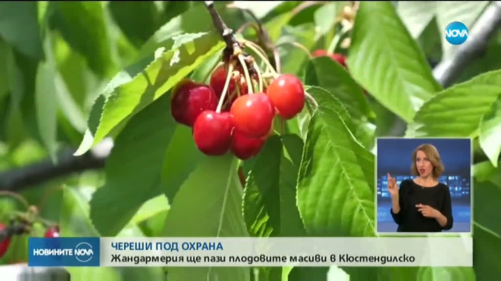 Жандармерията отново ще пази масивите с череши