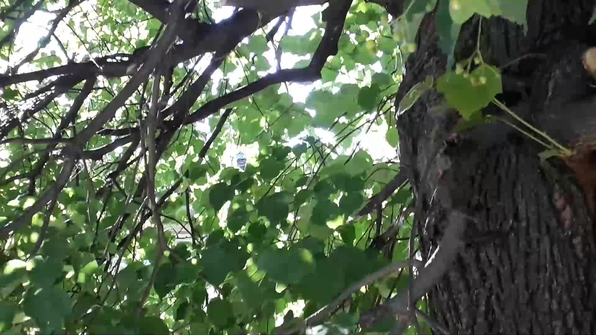 Градски неволи