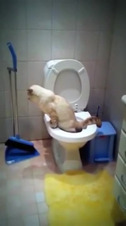 Котка изпозва тоалетната ( Много Смях )