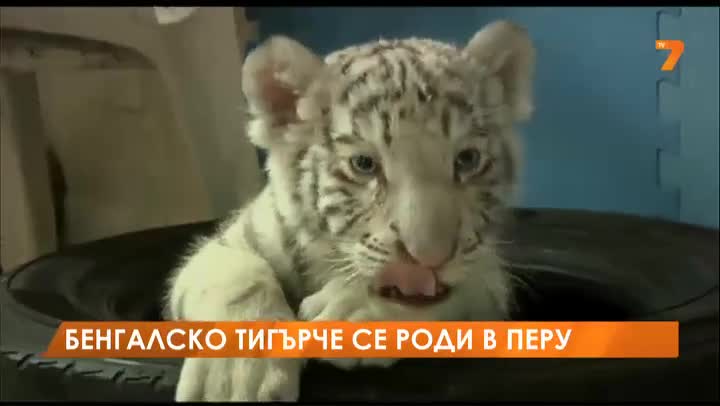 Бенгалско тигърче се роди в Перу