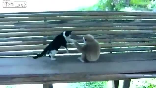 Маймунка досажда на коте
