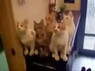 Клипчето което разплака Бг от смях 