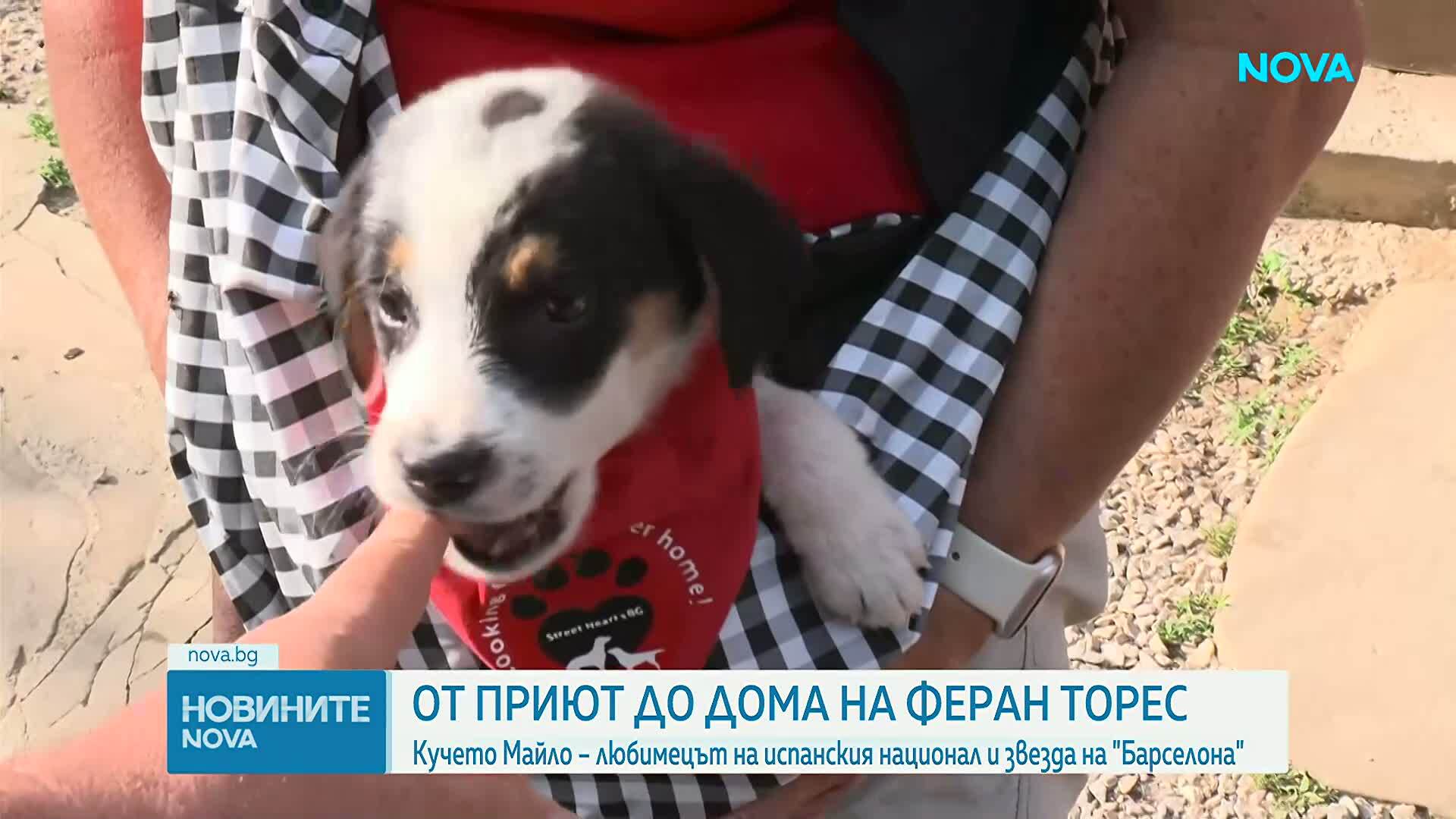 От приют в дряновско село до дома на Феран Торес: Историята на кучето Майло
