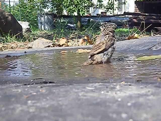 Световен ден на врабчето е