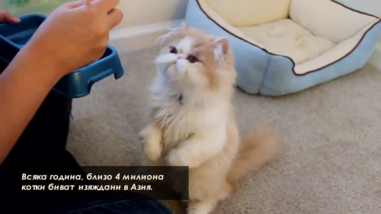 Странни Факти за Котки