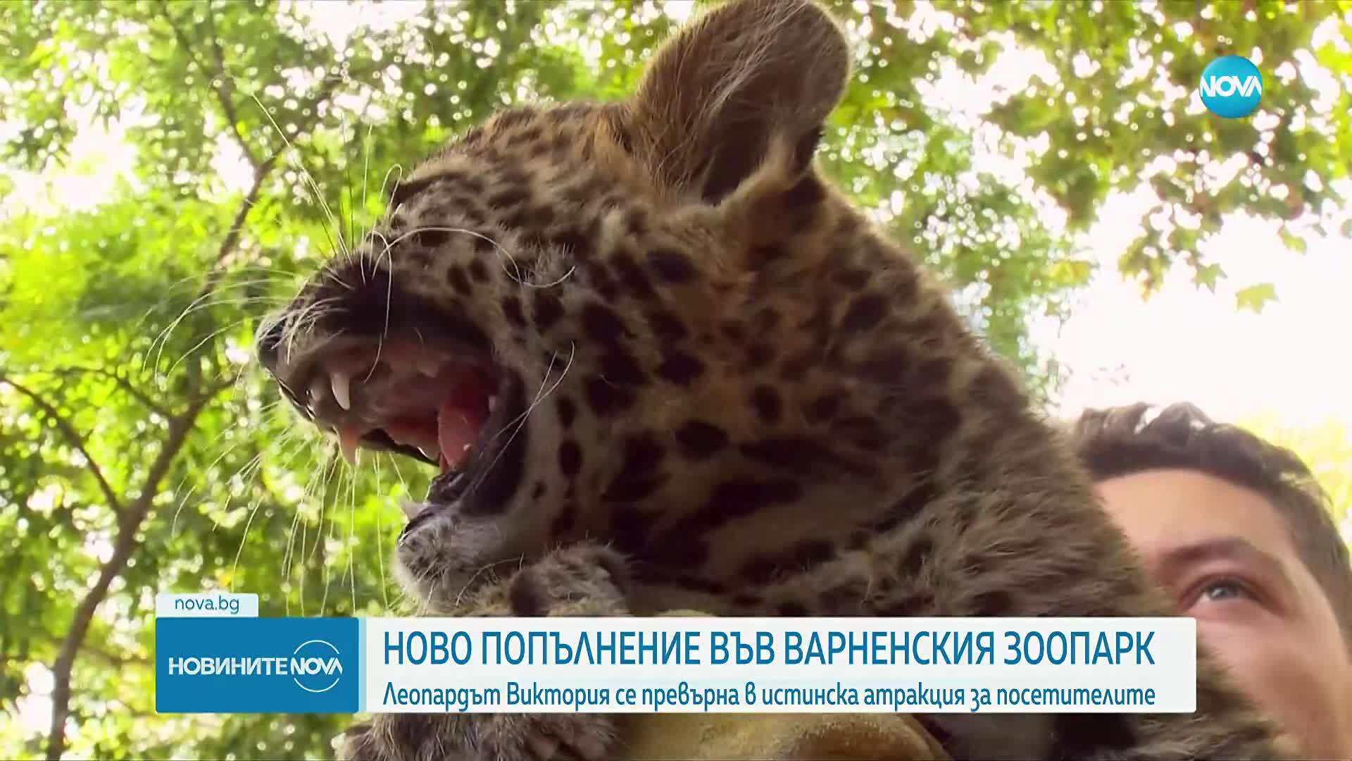 Зоопаркът във Варна представи новата си гордост – бебе леопард