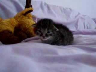 Много Сладко Котенце