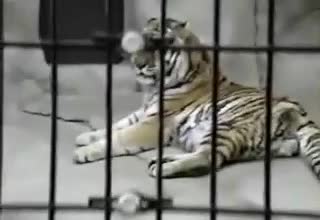 Ето защо никога не трябва да рамжите на тигър!