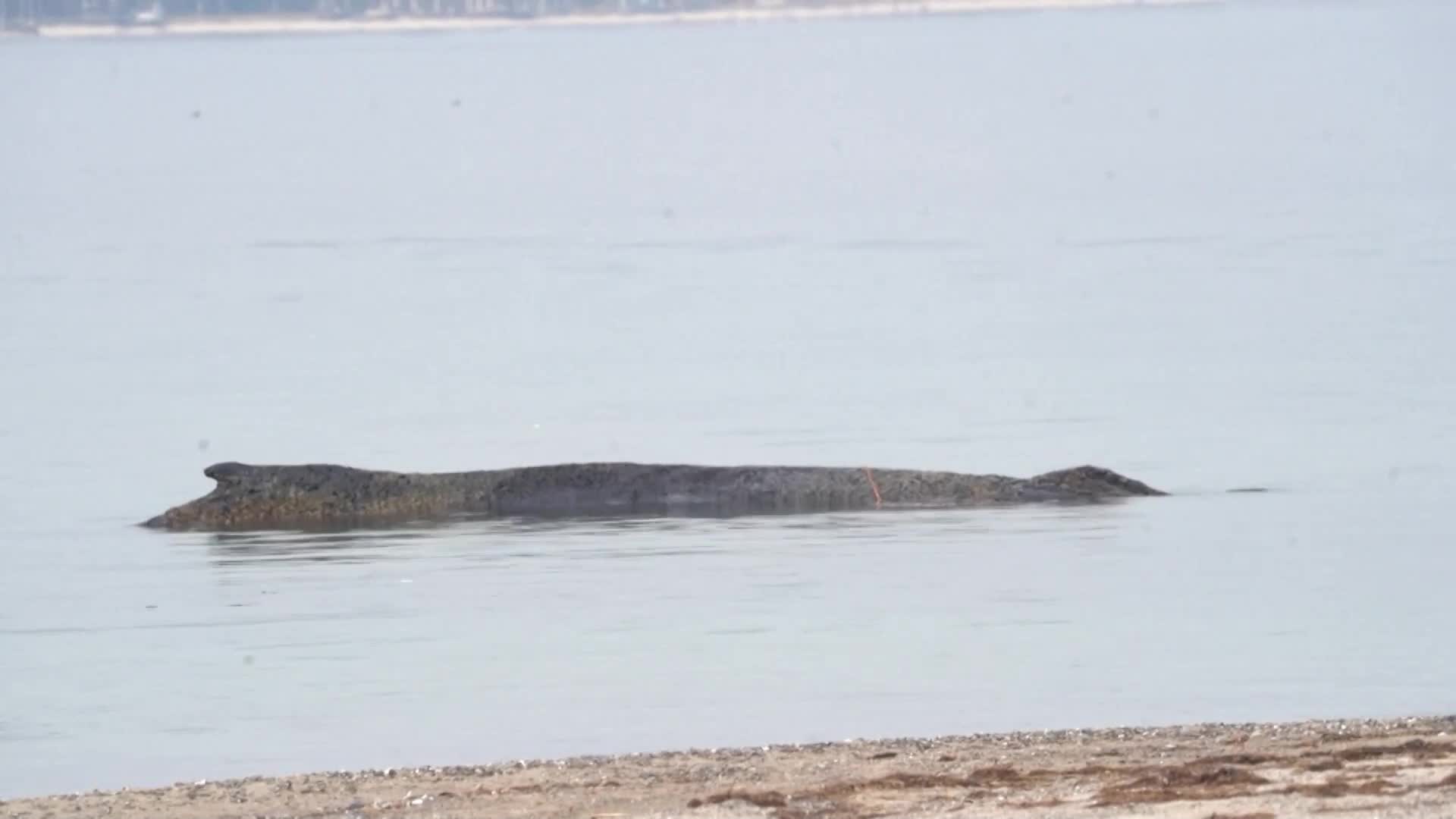 Кит заседна на брега на Балтийско море в Северна Германия