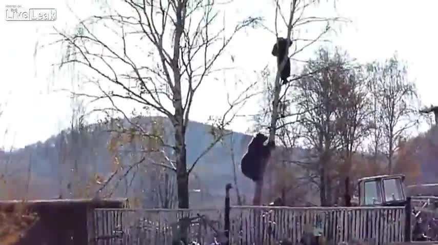 Мечка преследва мъж