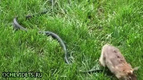 Заек спасява малките си от змия