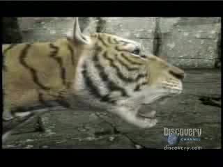 Тигър Срещу Лъв