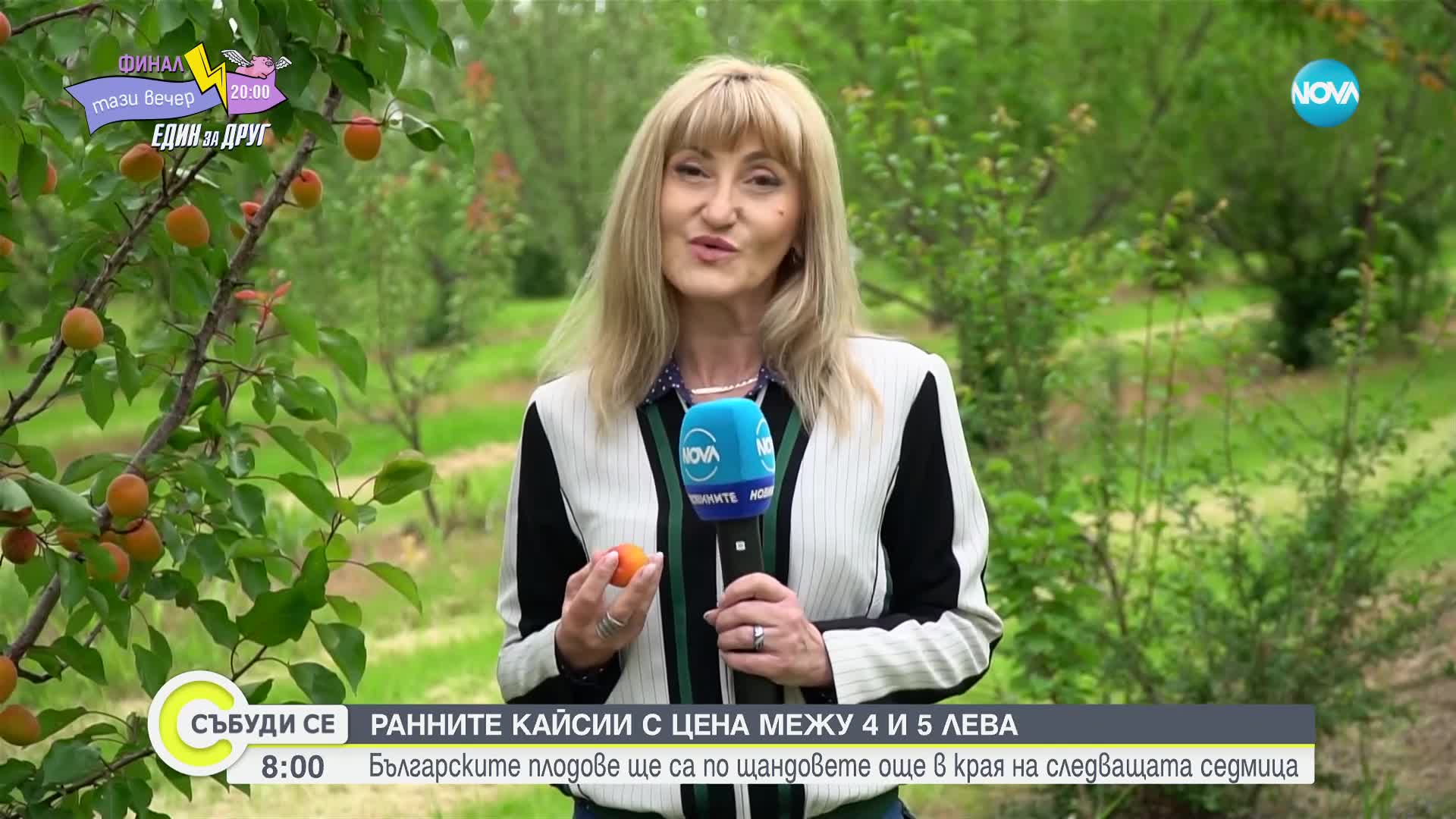 Ще поскъпнат ли кайсиите тази година