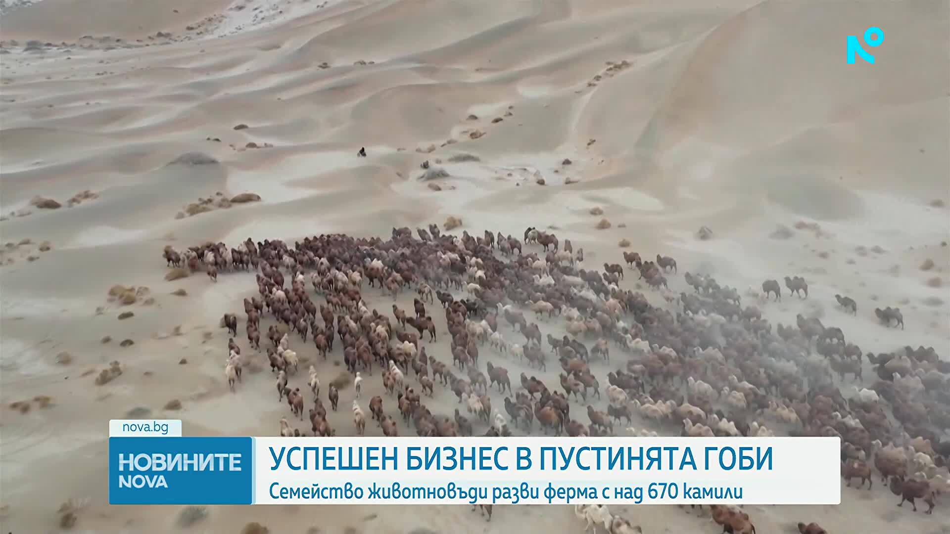 Семейство животновъди разви ферма с над 670 камили в пустинята Гоби