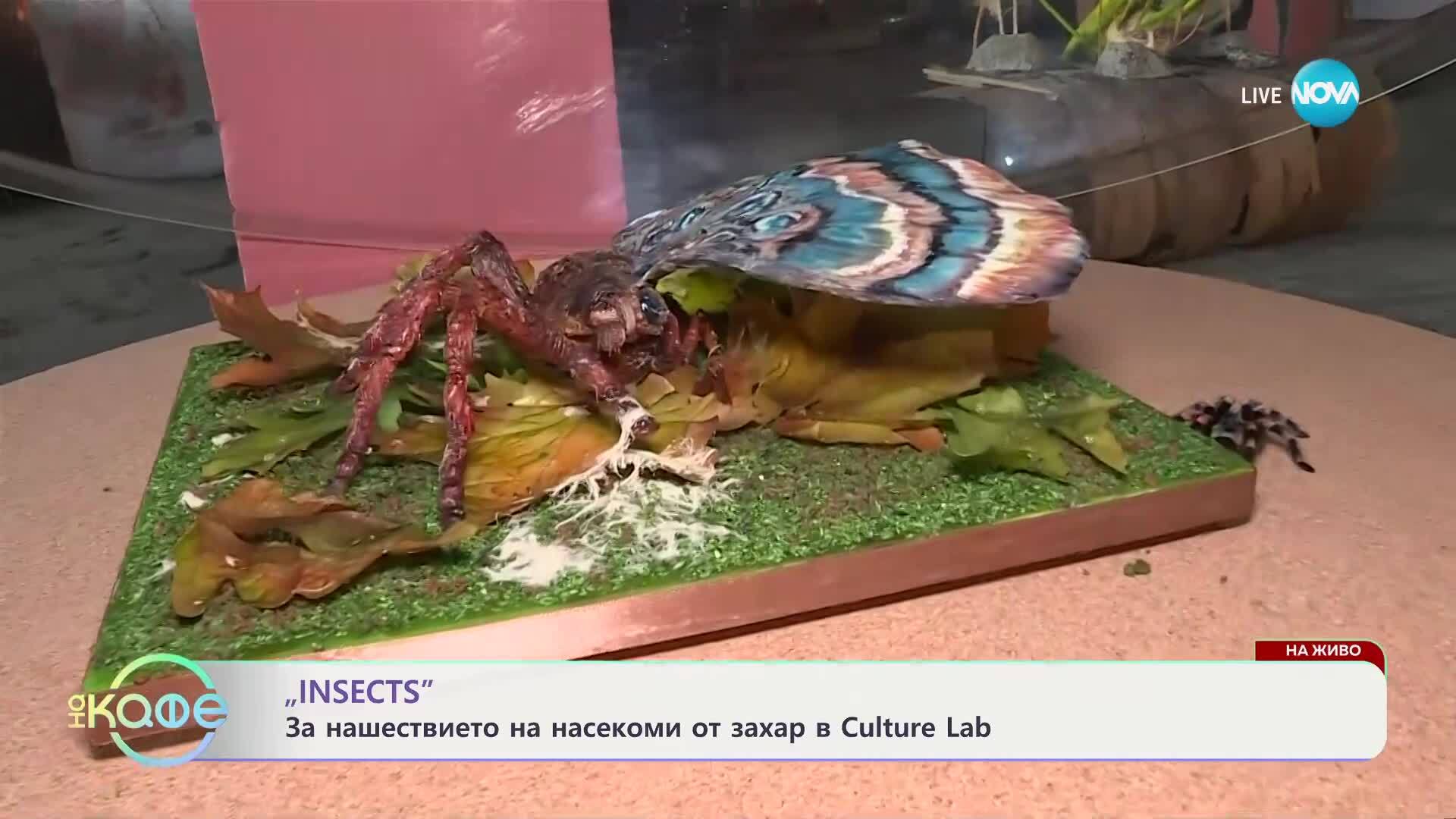 „Insects“ - първи ъндърграунд фестивал на захарната култура - „На кафе“ (25.04.2025)