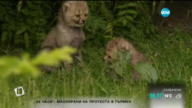 Седем малки гепардчета радват посетителите на зоопарка в Мюнстер