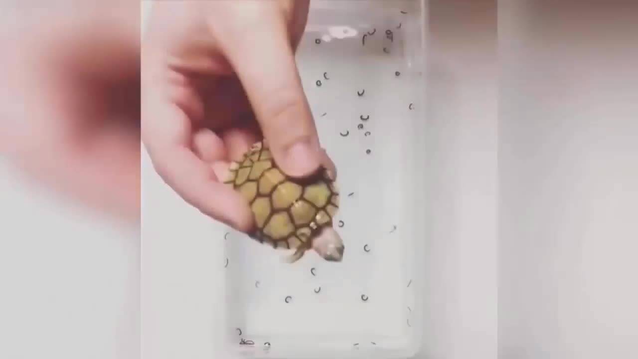Много смях и забавни изцепки!