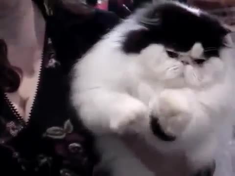 Много дебела котка