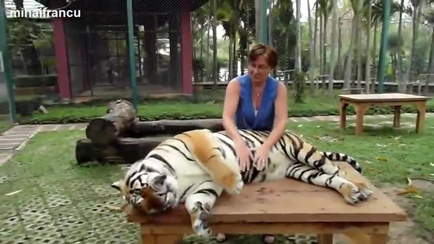 Не е лесно да си масажист на голяма котка