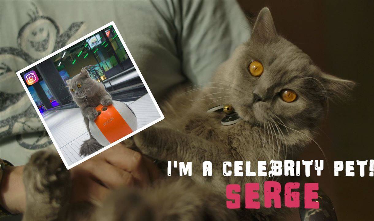 Аз съм домашен любимец - звезда! Котката, която се нуждае от слава!