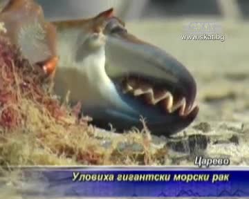 Уловиха гигантски син краб в Царево 