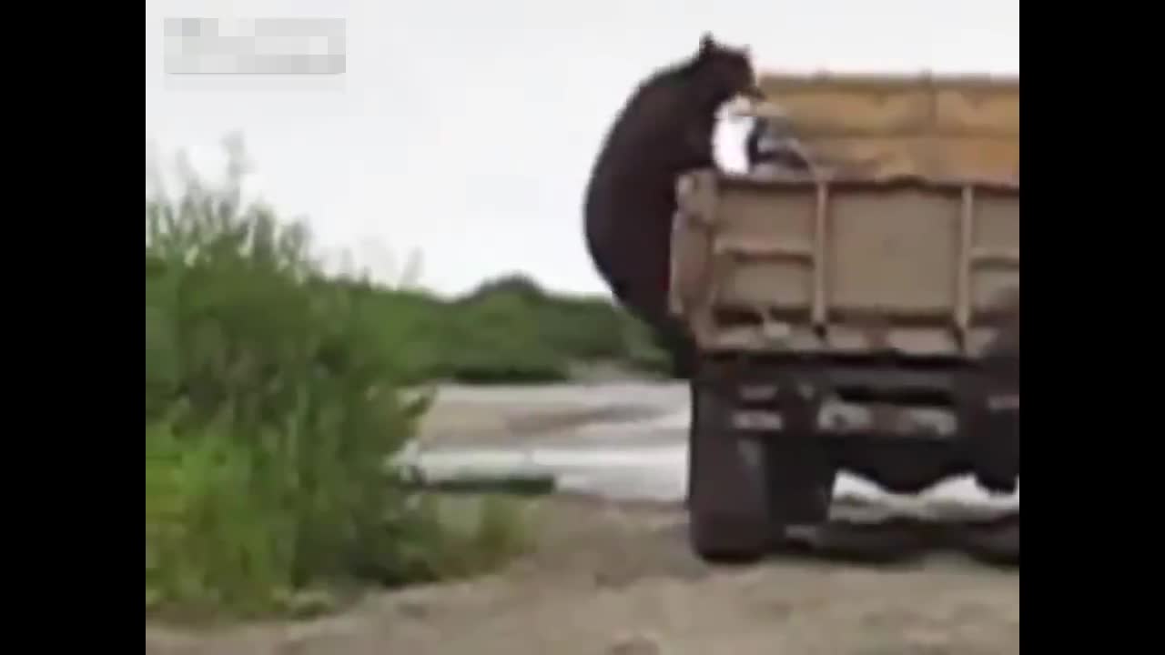Вижте как тази мечка си отмъкна рибка без да се притеснява