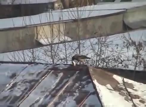 Птица Се Пързаля С Капачка Върху Покрив - Смях!