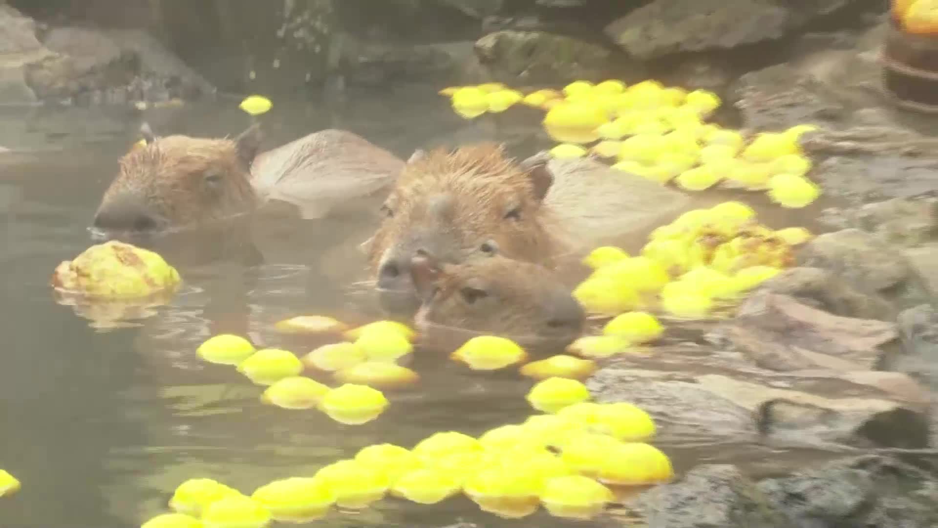 Капибарите в японски зоопарк се борят със студа с горещи бани (ВИДЕО)