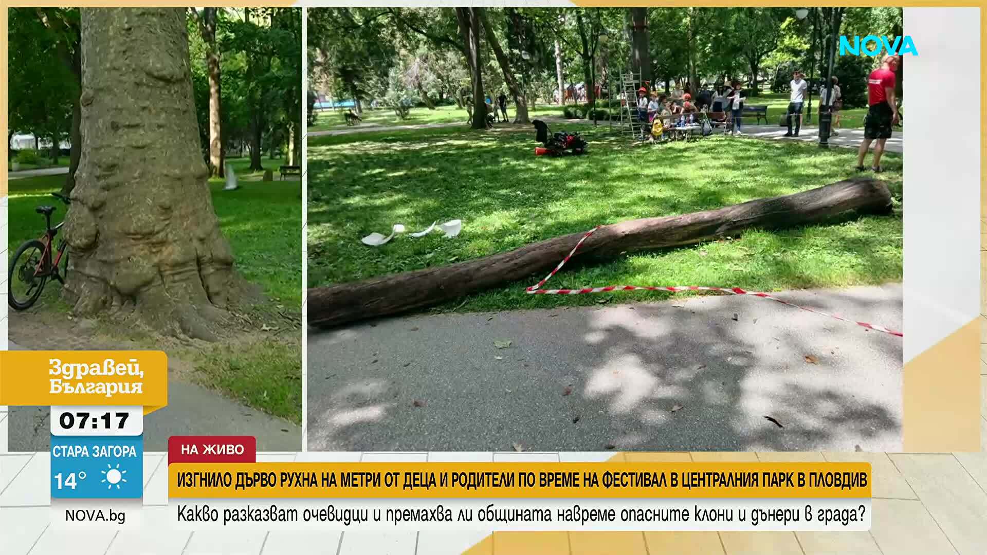 Изгнило дърво рухна на метри от деца и родители по време на фестивал в централния парк в Пловдив