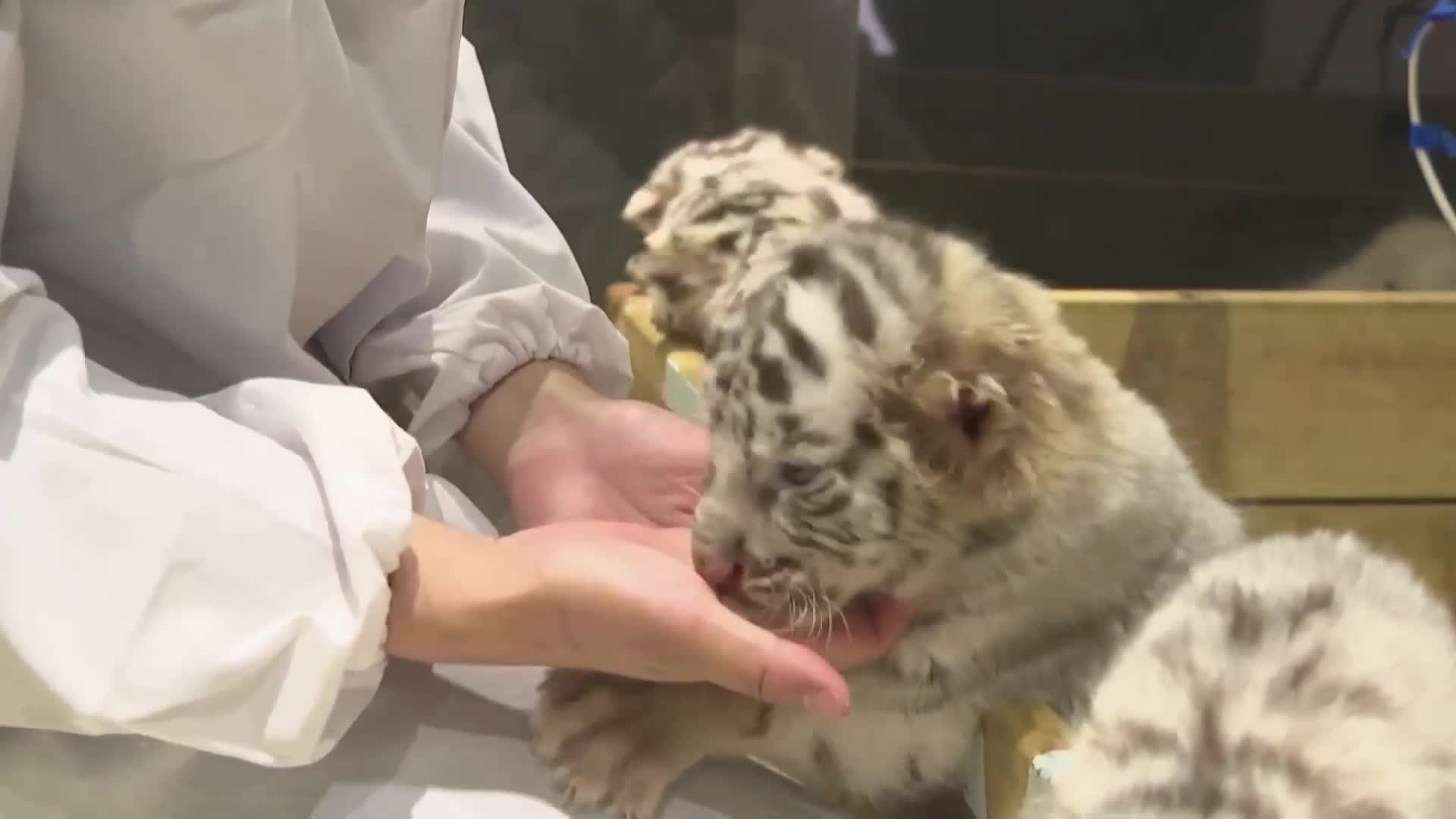 Вижте шестзнаци тигърчета, родени в зоопарк в Китай