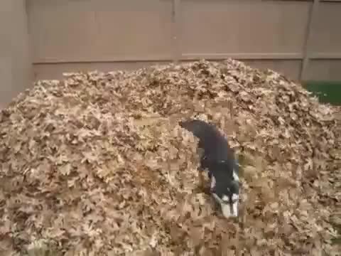 Сладко хъски обича да играе в купчина есени листа !!!