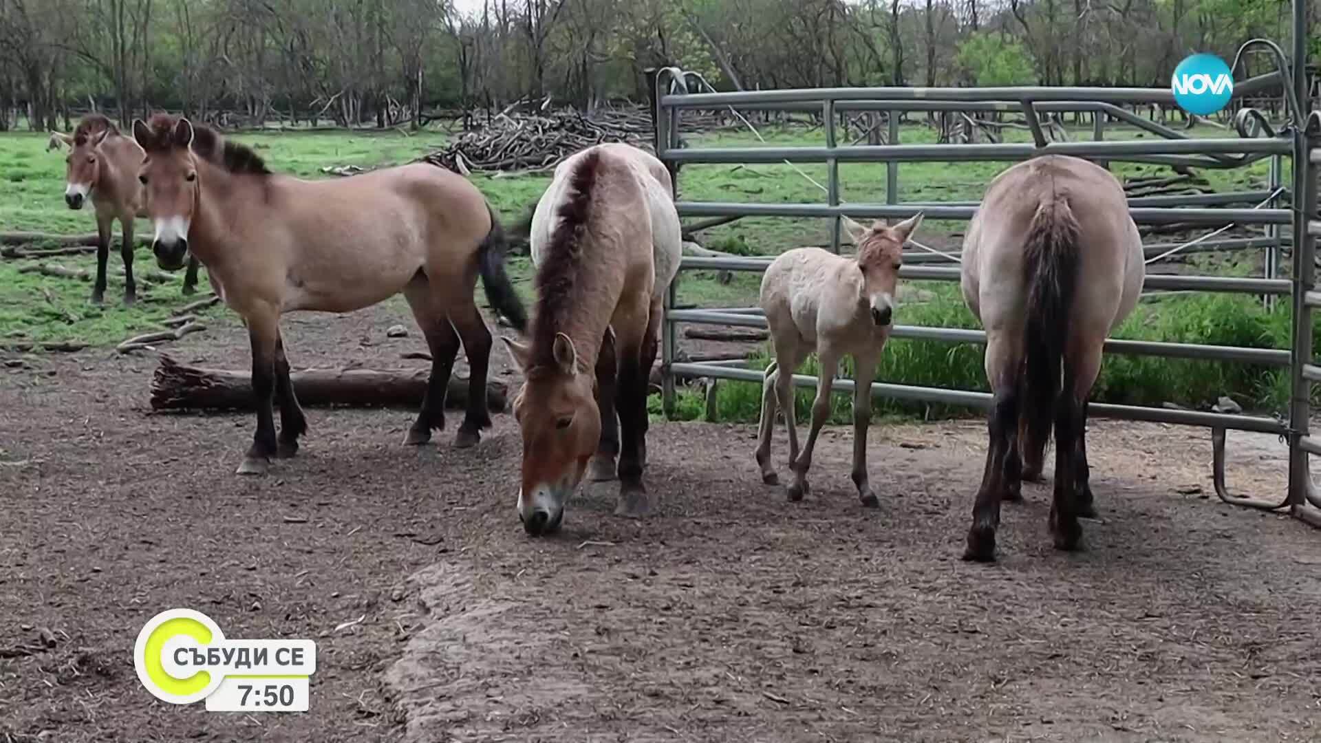 Рядък вид кон се роди в Добрич