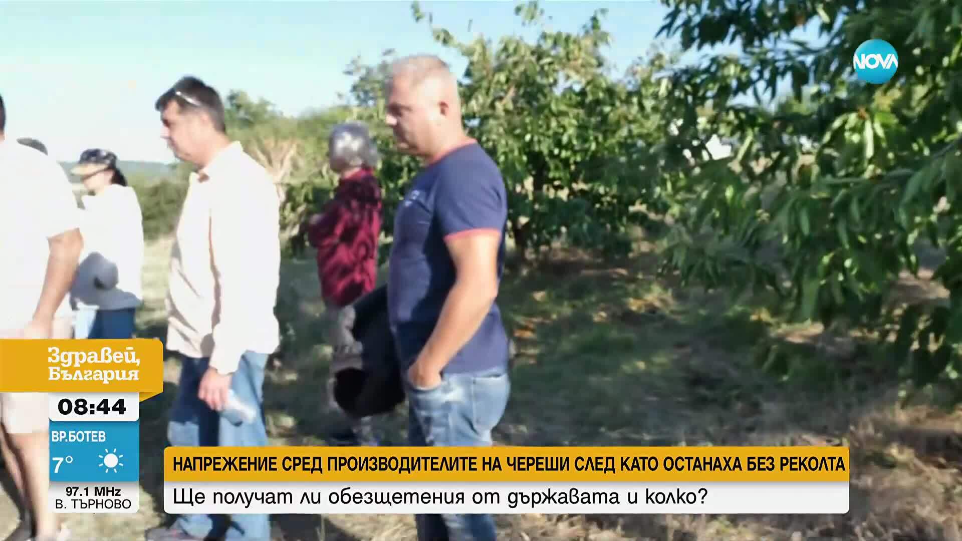 Ще получат ли обезщетения производителите на череши от държавата и колко?