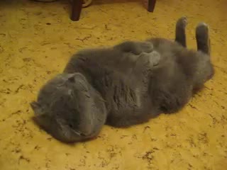 Котка спи по странен начин
