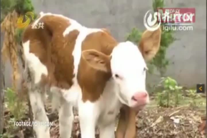 Теле с 6 крака се роди в Китай