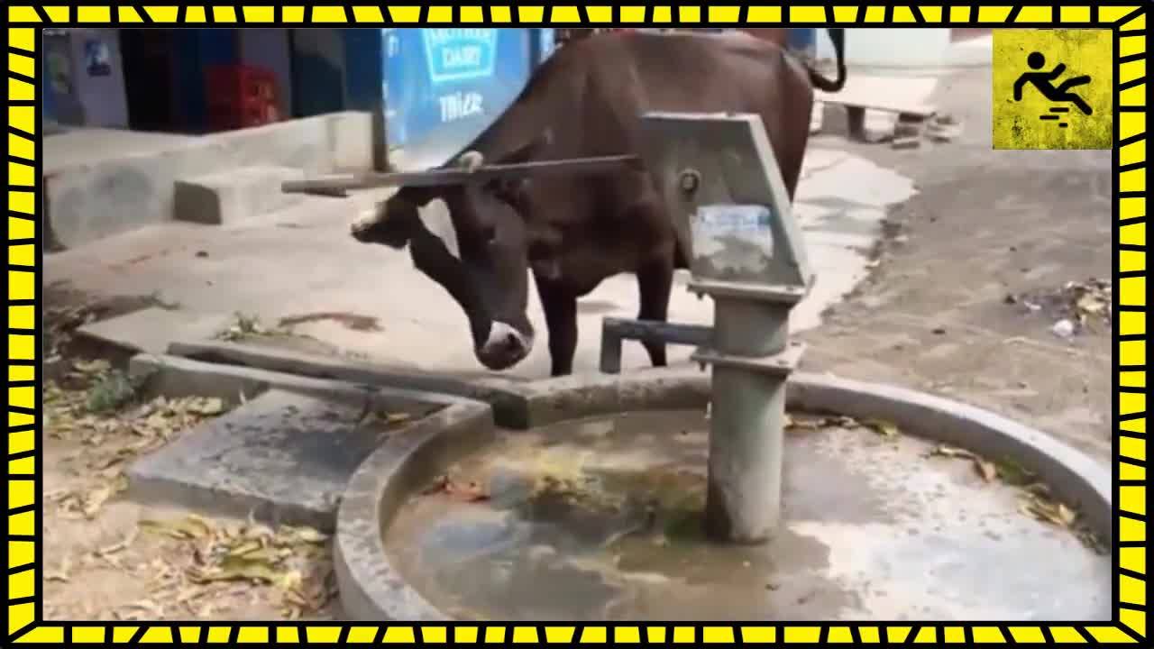 Животни, които са умни колкото човек!