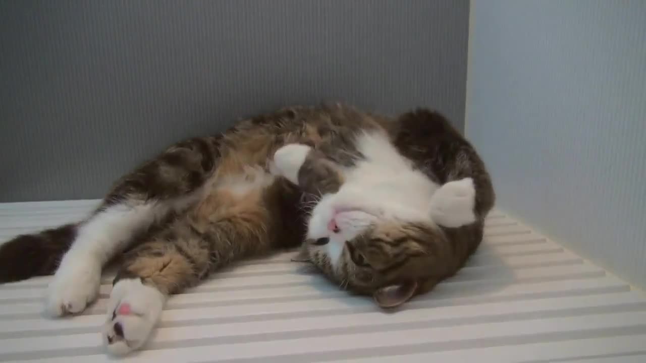 Котето Мару .. е отново тук .. (: Like a Boss)
