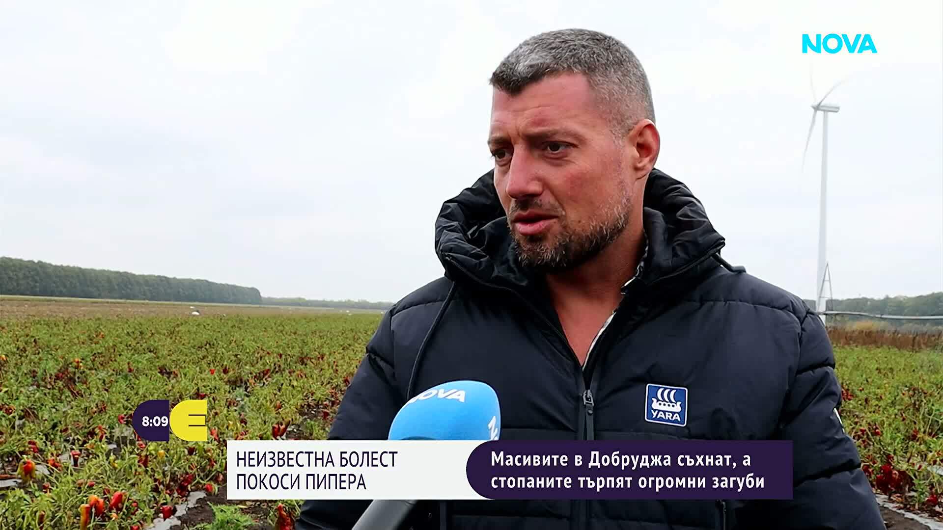 Непозната болест унищожава масивите с чушки в Добруджа и заплашва производителите с фалити