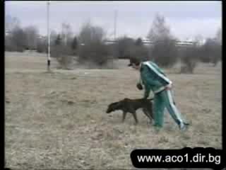Ловно - Куче Курцхаар Dogmasters