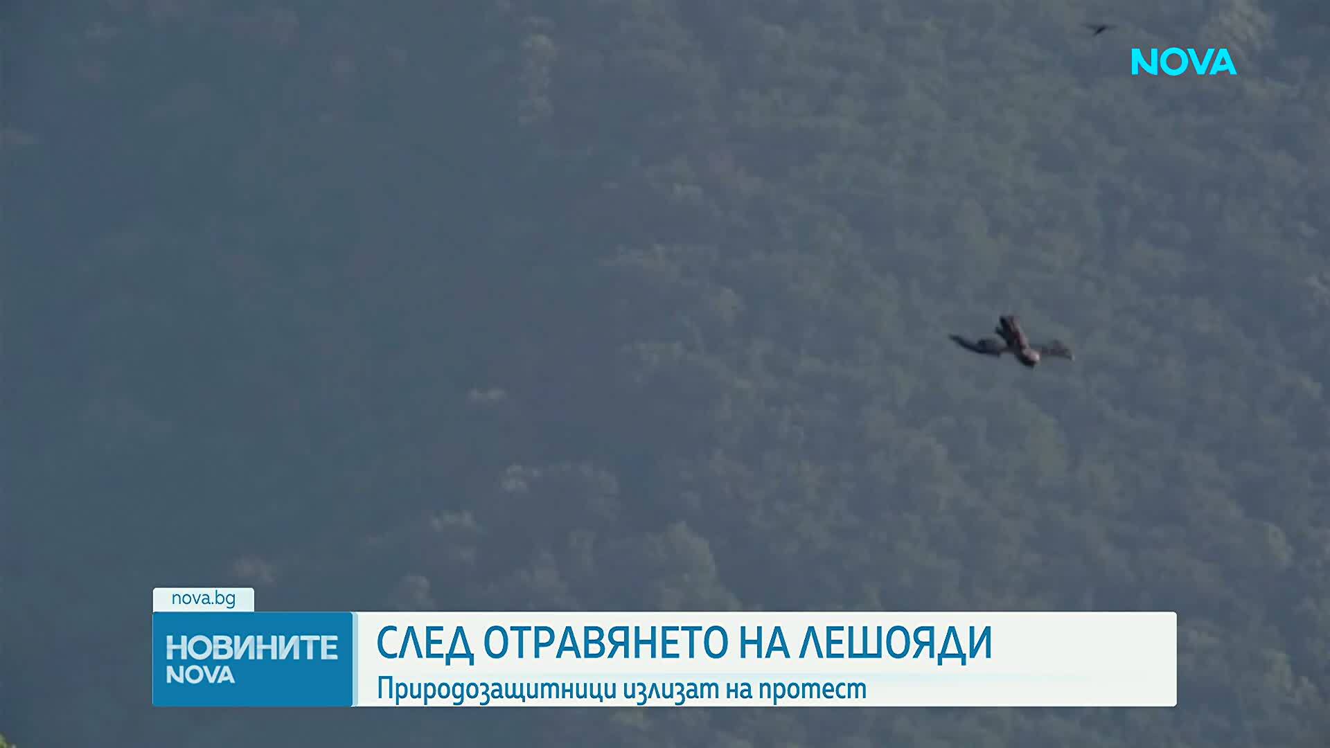 След смъртта на 8 лешояда: Природозащитници искат спешни законови промени