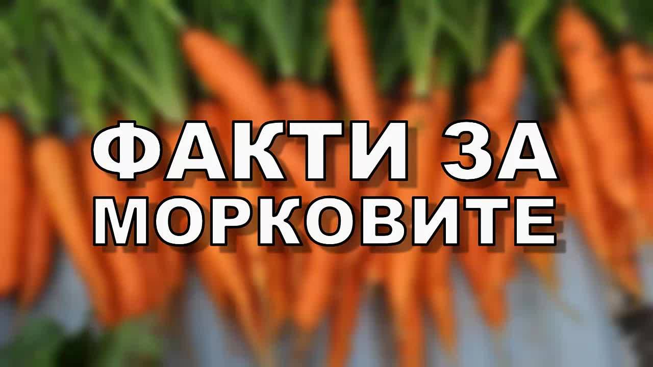 Факти за морковите