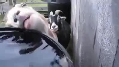 Когато ти се хапва си взимаш !!