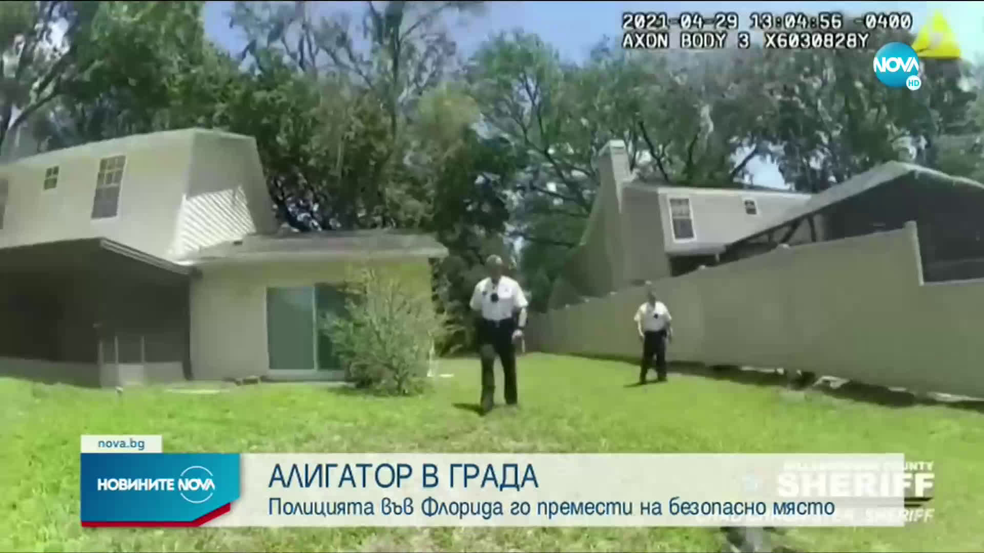 Еднометров алигатор се разходи по улиците на град във Флорида