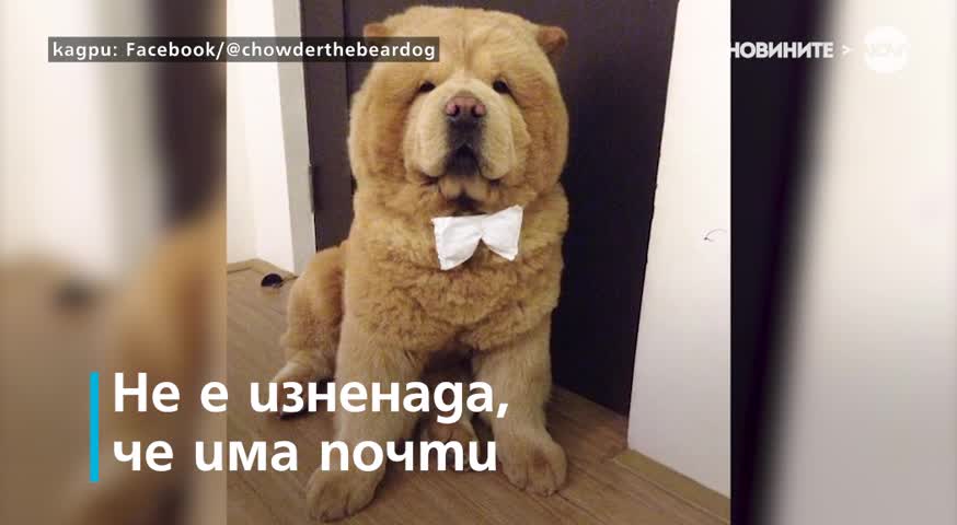 Защо едно пухкаво куче завладя интернет?